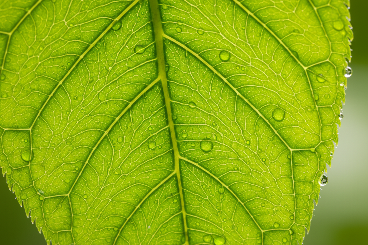 Close-up of a green leaf with water droplets representing molecular integrity and natural nourishment — Auralis Longevity Universal Framework